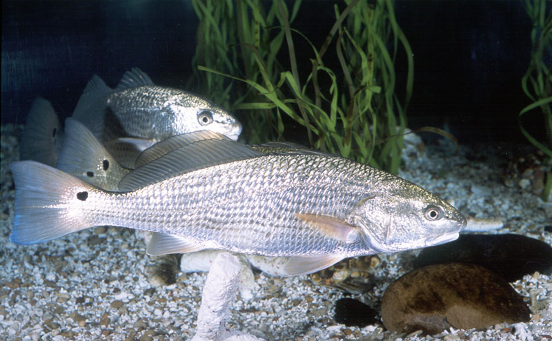 Sciaenops ocellatus